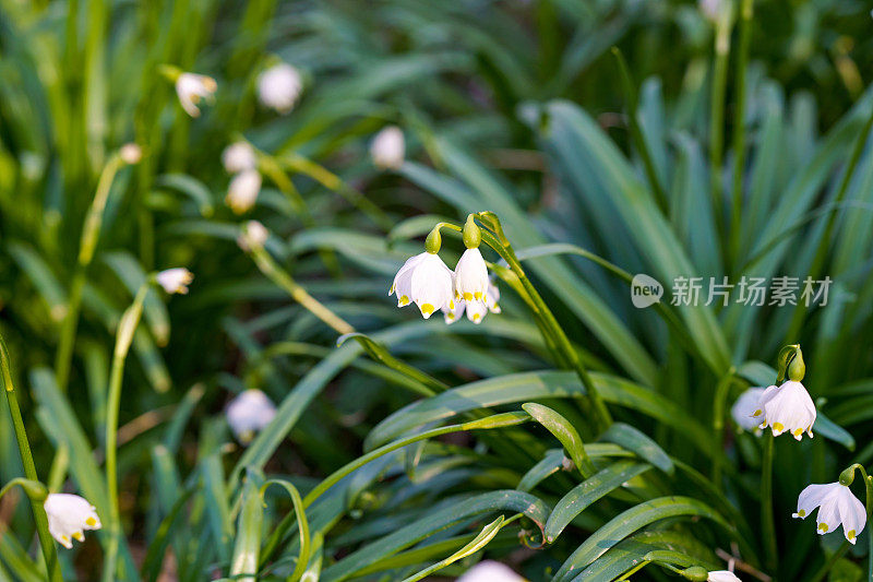 美丽盛开的早春雪花花leucojum vernum在春天森林。森林地面上覆盖着春天的雪花。Leucojum vernum